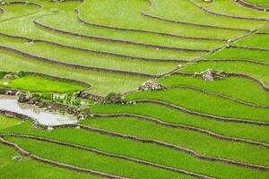 plantations de riz. vietnam photo