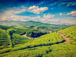 vert thé plantations dans Inde photo