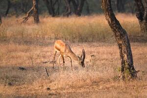 Indien bennetti gazelle ou chinkara dans rathnambore nationale parc, rajasthan, Inde photo