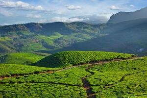 thé plantations, Inde photo