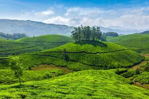 thé plantations, Inde photo