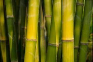 bambou proche en haut dans bambou bosquet photo
