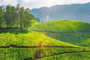 thé plantations dans Munnar, Kerala, Inde. photo
