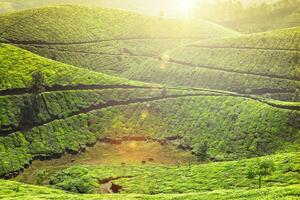 thé plantations dans Munnar, Kerala, Inde. photo