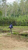 bandung, Ouest Java, Indonésie, mai 7, 2022, touristes prendre plaisir le atmosphère de une thé jardin tour avec nombreuses cerf photo