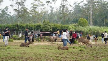 bandung, Ouest Java, Indonésie, mai 7, 2022, touristes prendre plaisir le atmosphère de une thé jardin tour avec nombreuses cerf photo