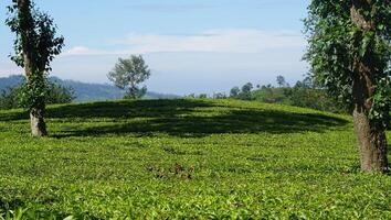 image de vert thé plantation avec Montagne vue et clair ciel photo