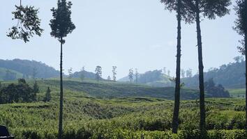 image de vert thé plantation avec Montagne vue et clair ciel photo