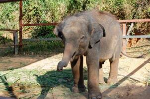 l'éléphant dans le jungle sur un île dans phuket photo