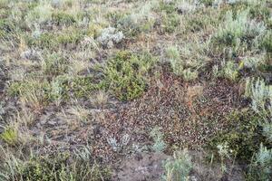Colorado fleurs sauvages et arbuste tapisserie photo