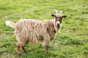 chèvre sur une vert Prairie dans le campagne dans heure d'été dans république de Moldavie photo