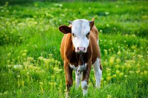 portrait de une Jeune vache sur une vert Prairie dans été dans république de Moldavie photo
