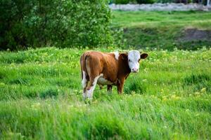 portrait de une Jeune vache sur une vert Prairie dans été dans république de Moldavie photo