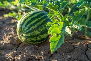 pastèque grandit sur une vert pastèque plantation dans été. agricole pastèque champ. photo