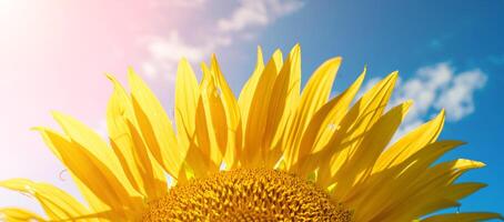 moitié de une tournesol fleur contre une bleu ciel. le Soleil brille par le Jaune pétales. agricole cultivation de tournesol pour cuisine huile. photo