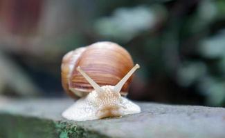 grand escargot de jardin rampant avec une coquille rayée. un grand mollusque blanc avec une coquille rayée de brun. journée d'été dans le jardin. bourgogne, escargot romain avec arrière-plan flou. hélice promatie. photo