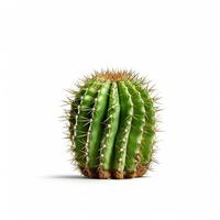 cactus isolé sur blanc arrière-plan, établi avec photo