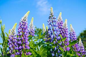 fleurs de lupin violet au soleil. plantes sauvages en fleurs. champ de lupins. photo