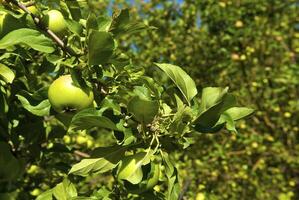 Jeune pommes sur le arbre photo