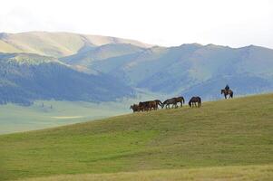 assy vallée, Almaty Région photo