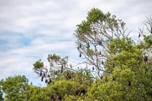 une troupeau de en volant renards. Australie. quinsland photo