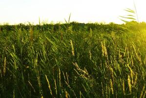 vert roseau sur le le coucher du soleil photo