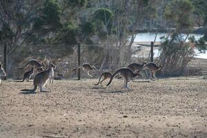 kangourous dans philippe île faune parc photo