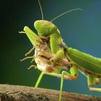 vert mante dans studio photo