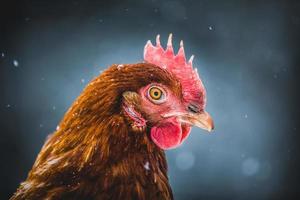 portrait de poulet d'oeufs rustiques domestiques pendant la tempête hivernale. photo