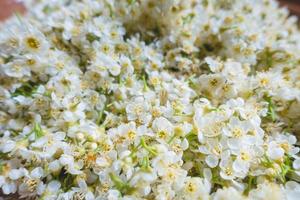 fleurs blanches tendres en gros plan photo