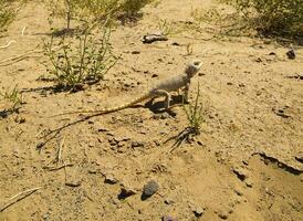 lézard dans le steppe de kazakhstan photo