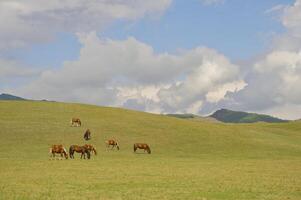 troupeau de le kazakh cheval, il est haute dans montagnes à près Almaty photo