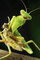 vert mante dans studio photo