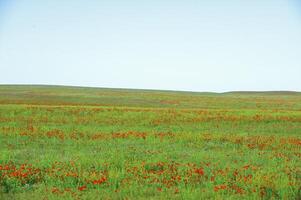 Vessenie des champs il est allo-rouge une coquelicot photo