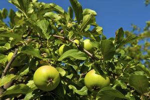 Jeune pommes sur le arbre photo