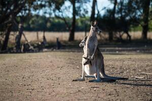 kangourous dans philippe île faune parc photo