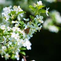 papillon Vanessa io sur Pomme arbre fleur photo