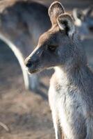 kangourous dans philippe île faune parc photo