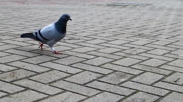 un pigeon sur les dalles. un oiseau sauvage marche sur la place. photo d'une colombe grise solitaire sur fond de dalles de pavage.