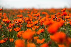 Naturel fleur Contexte. incroyable vue de coloré rouge coquelicot floraison. photo