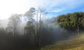 forêt avec brouillard. noir intervalle forêt, Australie, victoria. photo