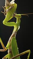 vert mante dans studio photo