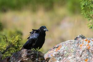 noir corbeau, corvus couronne, commun corbeau photo