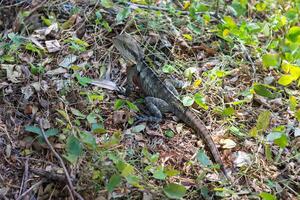 une l'eau dragon lézard Soleil cuisson sur le herbe comme il observe photo