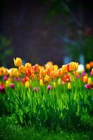 le tulipes, épanouissement dans une jardin. coloré fleurs photo