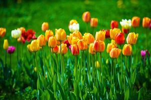 le tulipes, épanouissement dans une jardin. coloré fleurs photo