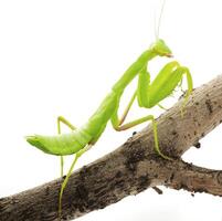 fermer de une prier vert mante. studio coup photo