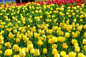 le tulipes, épanouissement dans une jardin. coloré fleurs photo