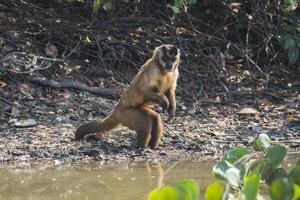 marron rayé huppé capucin Singe, Pantanal, Brésil photo