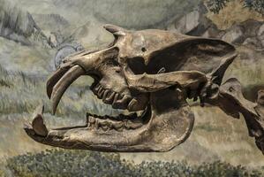 fossile crâne de disparu astrapotherium magnum, patagonie, Argentine. photo